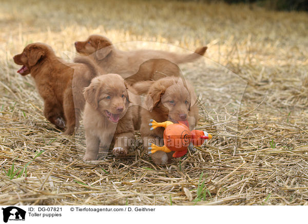 Toller puppies / DG-07821