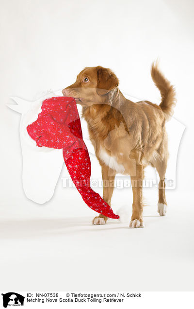 apportierender Nova Scotia Duck Tolling Retriever / fetching Nova Scotia Duck Tolling Retriever / NN-07538