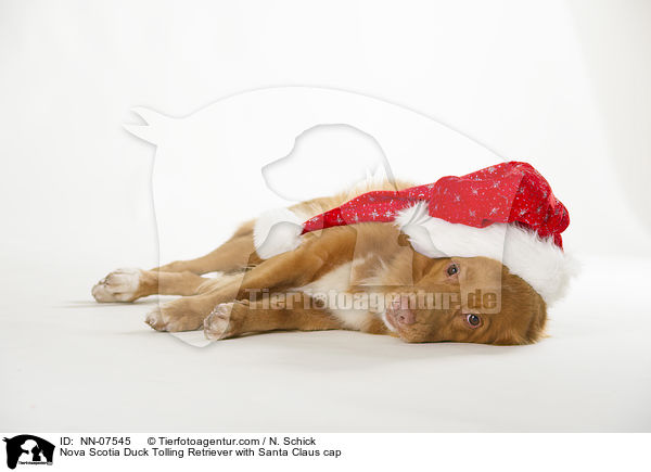 Nova Scotia Duck Tolling Retriever mit Weihnachtsmtze / Nova Scotia Duck Tolling Retriever with Santa Claus cap / NN-07545
