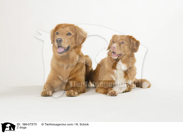 2 Hunde / 2 dogs / NN-07575