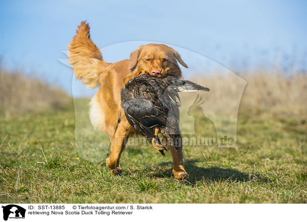 apportierender Nova Scotia Duck Tolling Retriever / retrieving Nova Scotia Duck Tolling Retriever / SST-13885