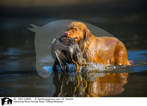 apportierender Nova Scotia Duck Tolling Retriever / retrieving Nova Scotia Duck Tolling Retriever / SST-13892