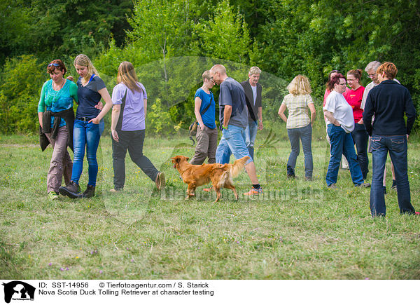 Nova Scotia Duck Tolling Retriever beim Wesenstest / Nova Scotia Duck Tolling Retriever at character testing / SST-14956