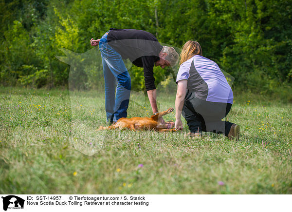 Nova Scotia Duck Tolling Retriever beim Wesenstest / Nova Scotia Duck Tolling Retriever at character testing / SST-14957