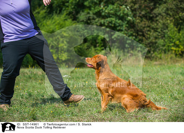 Nova Scotia Duck Tolling Retriever / Nova Scotia Duck Tolling Retriever / SST-14961