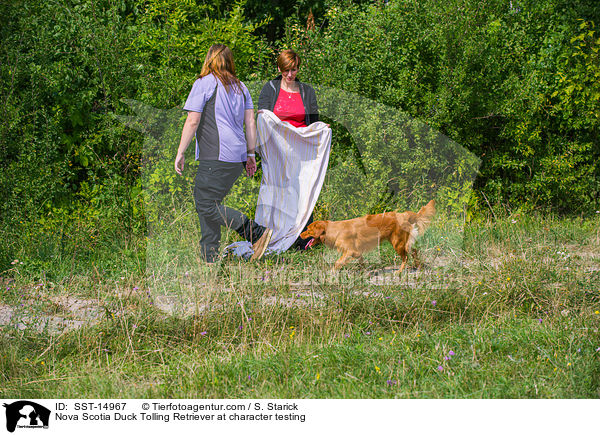 Nova Scotia Duck Tolling Retriever beim Wesenstest / Nova Scotia Duck Tolling Retriever at character testing / SST-14967