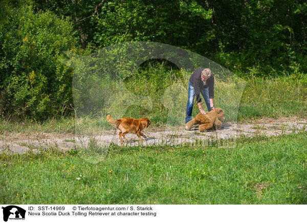 Nova Scotia Duck Tolling Retriever beim Wesenstest / Nova Scotia Duck Tolling Retriever at character testing / SST-14969