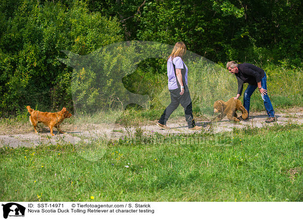 Nova Scotia Duck Tolling Retriever beim Wesenstest / Nova Scotia Duck Tolling Retriever at character testing / SST-14971