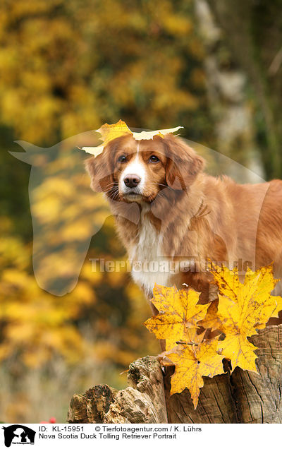 Nova Scotia Duck Tolling Retriever Portrait / Nova Scotia Duck Tolling Retriever Portrait / KL-15951