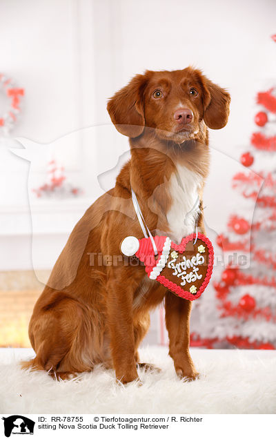 sitzender Nova Scotia Duck Tolling Retriever / sitting Nova Scotia Duck Tolling Retriever / RR-78755