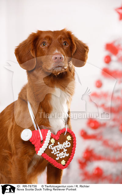 Nova Scotia Duck Tolling Retriever Portrait / Nova Scotia Duck Tolling Retriever Portrait / RR-78756