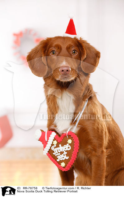 Nova Scotia Duck Tolling Retriever Portrait / Nova Scotia Duck Tolling Retriever Portrait / RR-78758