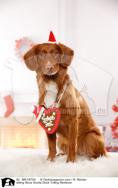 sitzender Nova Scotia Duck Tolling Retriever / sitting Nova Scotia Duck Tolling Retriever / RR-78759