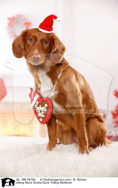 sitzender Nova Scotia Duck Tolling Retriever / sitting Nova Scotia Duck Tolling Retriever / RR-78760