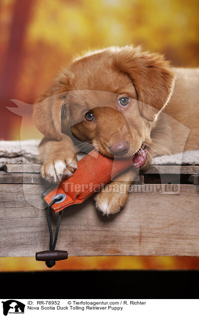 Nova Scotia Duck Tolling Retriever Welpe / Nova Scotia Duck Tolling Retriever Puppy / RR-78952
