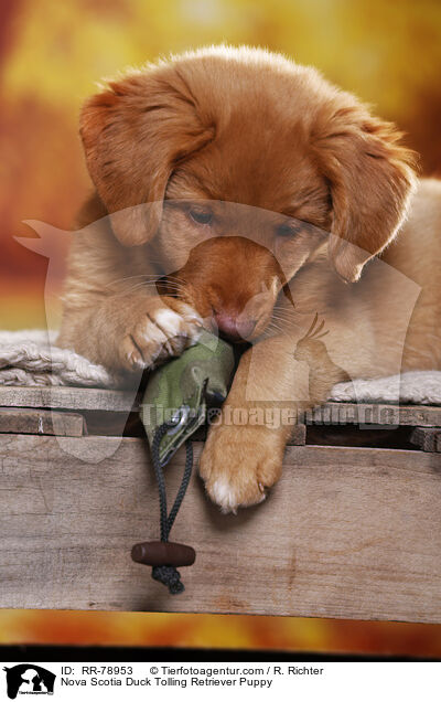 Nova Scotia Duck Tolling Retriever Welpe / Nova Scotia Duck Tolling Retriever Puppy / RR-78953