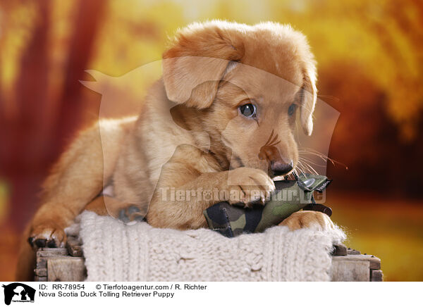 Nova Scotia Duck Tolling Retriever Welpe / Nova Scotia Duck Tolling Retriever Puppy / RR-78954