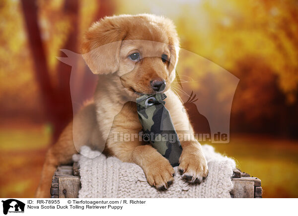 Nova Scotia Duck Tolling Retriever Welpe / Nova Scotia Duck Tolling Retriever Puppy / RR-78955