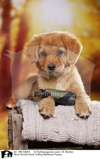 Nova Scotia Duck Tolling Retriever Welpe / Nova Scotia Duck Tolling Retriever Puppy / RR-78957