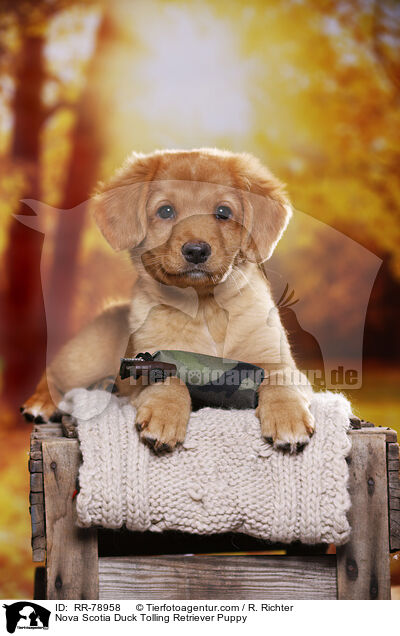 Nova Scotia Duck Tolling Retriever Welpe / Nova Scotia Duck Tolling Retriever Puppy / RR-78958