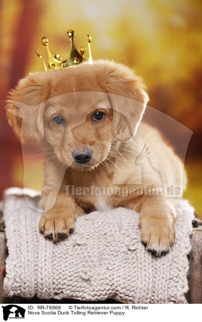 Nova Scotia Duck Tolling Retriever Welpe / Nova Scotia Duck Tolling Retriever Puppy / RR-78968