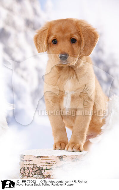Nova Scotia Duck Tolling Retriever Welpe / Nova Scotia Duck Tolling Retriever Puppy / RR-79062