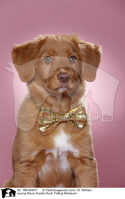 junger Nova Scotia Duck Tolling Retriever / young Nova Scotia Duck Tolling Retriever / RR-80647