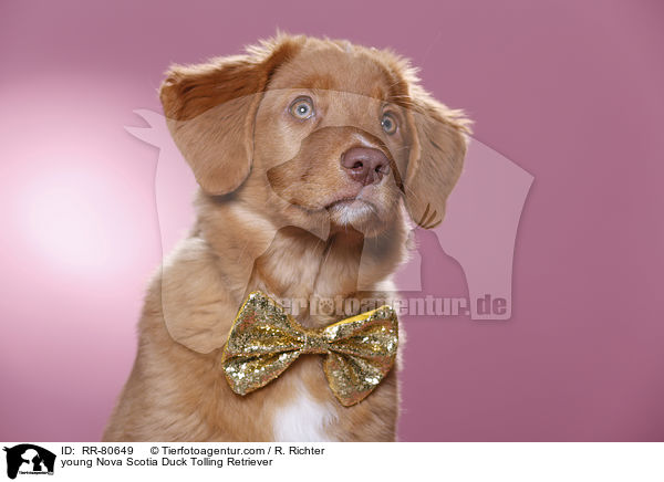 junger Nova Scotia Duck Tolling Retriever / young Nova Scotia Duck Tolling Retriever / RR-80649