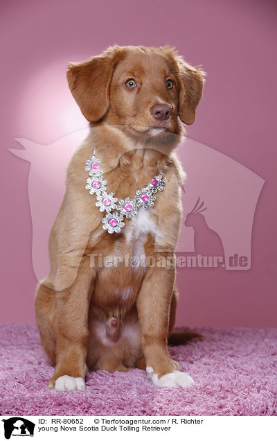 junger Nova Scotia Duck Tolling Retriever / young Nova Scotia Duck Tolling Retriever / RR-80652