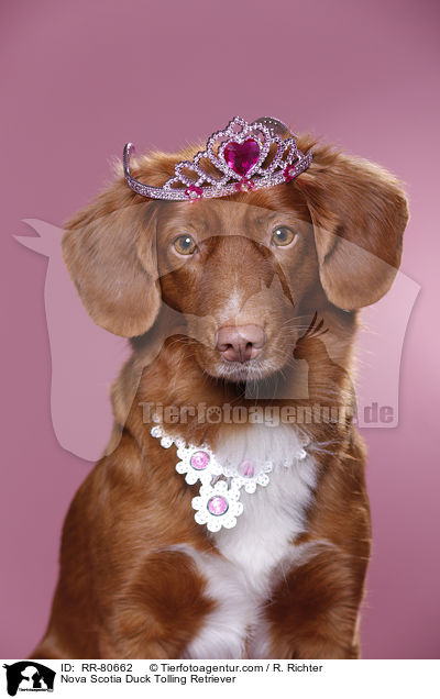 Toller Hndin / Nova Scotia Duck Tolling Retriever / RR-80662