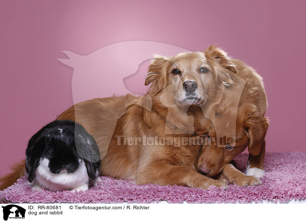 dog and rabbit / RR-80681