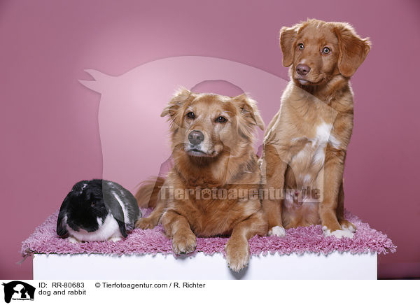 dog and rabbit / RR-80683
