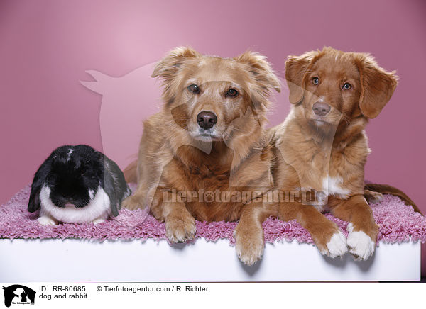 Hund und Kaninchen / dog and rabbit / RR-80685