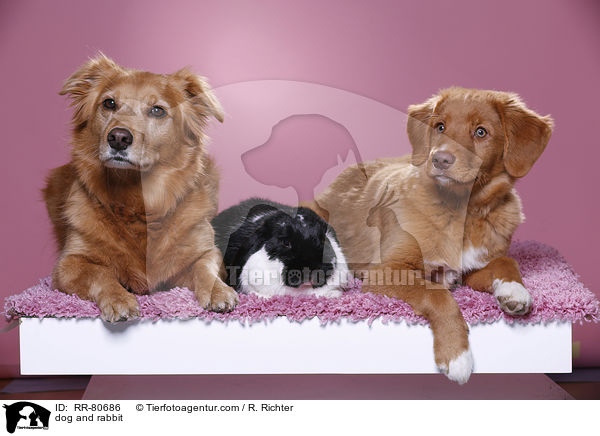 dog and rabbit / RR-80686