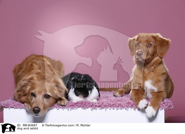 dog and rabbit / RR-80687