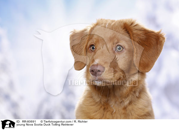 junger Nova Scotia Duck Tolling Retriever / young Nova Scotia Duck Tolling Retriever / RR-80691