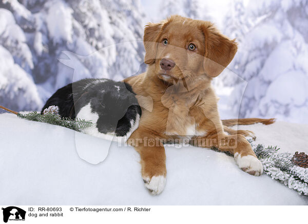 Hund und Kaninchen / dog and rabbit / RR-80693