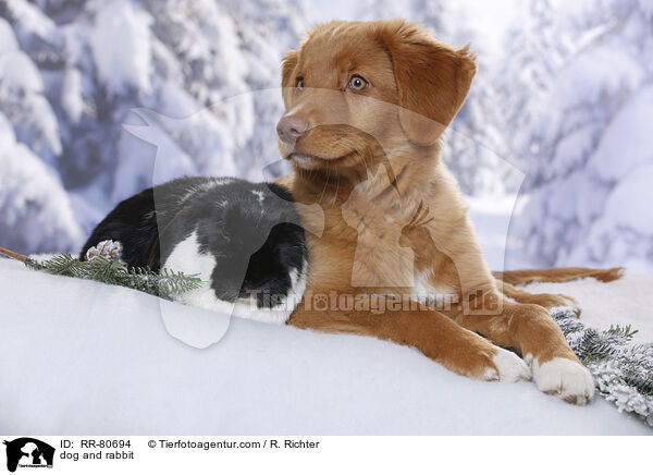 dog and rabbit / RR-80694