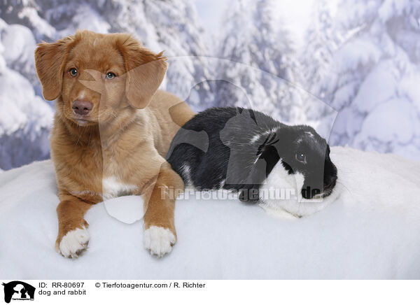 dog and rabbit / RR-80697