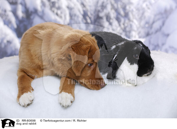 dog and rabbit / RR-80698