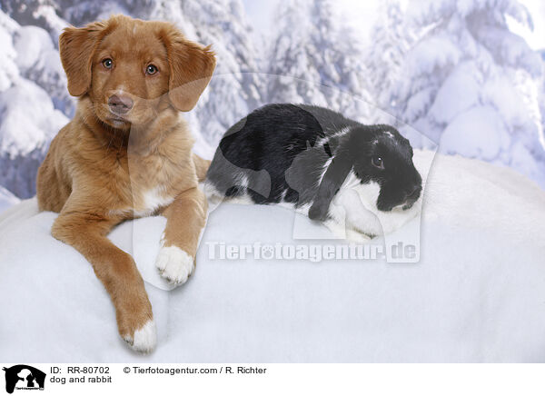 dog and rabbit / RR-80702