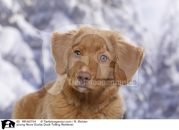 junger Nova Scotia Duck Tolling Retriever / young Nova Scotia Duck Tolling Retriever / RR-80704