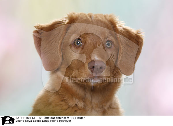 junger Nova Scotia Duck Tolling Retriever / young Nova Scotia Duck Tolling Retriever / RR-80743