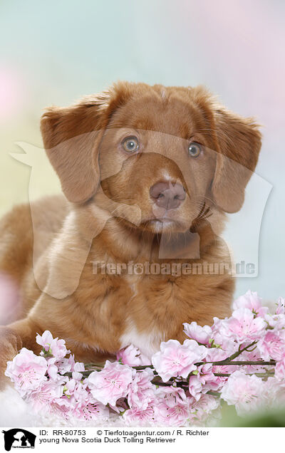 junger Nova Scotia Duck Tolling Retriever / young Nova Scotia Duck Tolling Retriever / RR-80753