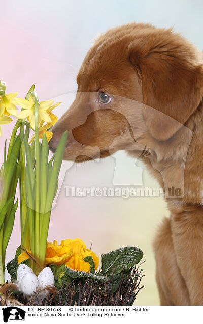 junger Nova Scotia Duck Tolling Retriever / young Nova Scotia Duck Tolling Retriever / RR-80758