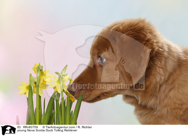 junger Nova Scotia Duck Tolling Retriever / young Nova Scotia Duck Tolling Retriever / RR-80759