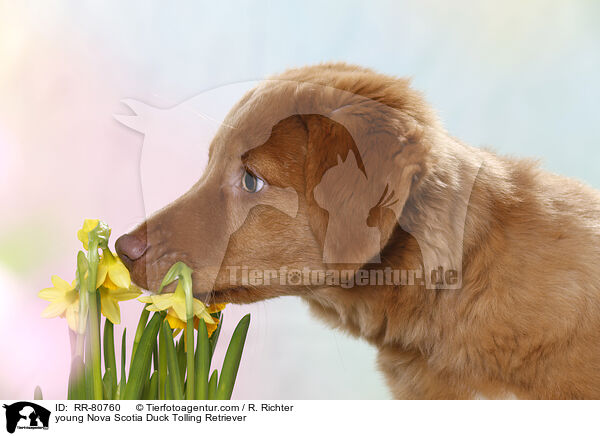 junger Nova Scotia Duck Tolling Retriever / young Nova Scotia Duck Tolling Retriever / RR-80760