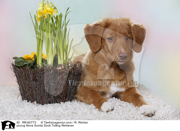 junger Nova Scotia Duck Tolling Retriever / young Nova Scotia Duck Tolling Retriever / RR-80773