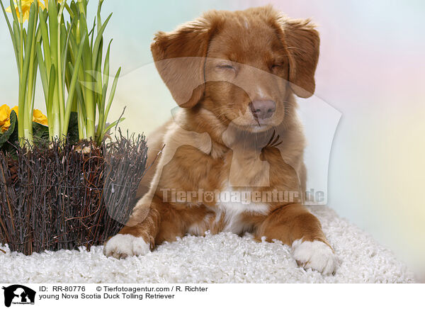 junger Nova Scotia Duck Tolling Retriever / young Nova Scotia Duck Tolling Retriever / RR-80776
