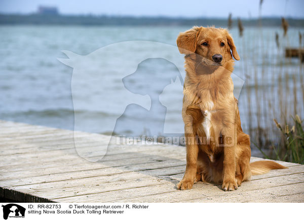 sitzender Nova Scotia Duck Tolling Retriever / sitting Nova Scotia Duck Tolling Retriever / RR-82753